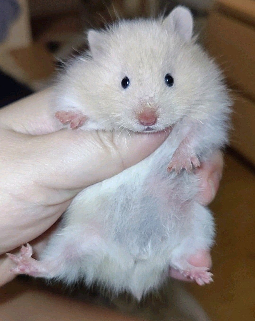 Lieve crème witband langhaar baby hamster vrouw, Dieren en Toebehoren, Hamster, Augustus, Vrouwelijk, Tam