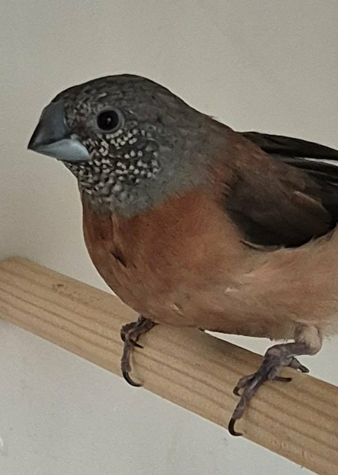 Diverse vogels, Dieren en Toebehoren, Meerdere dieren, Tropenvogel, Geringd