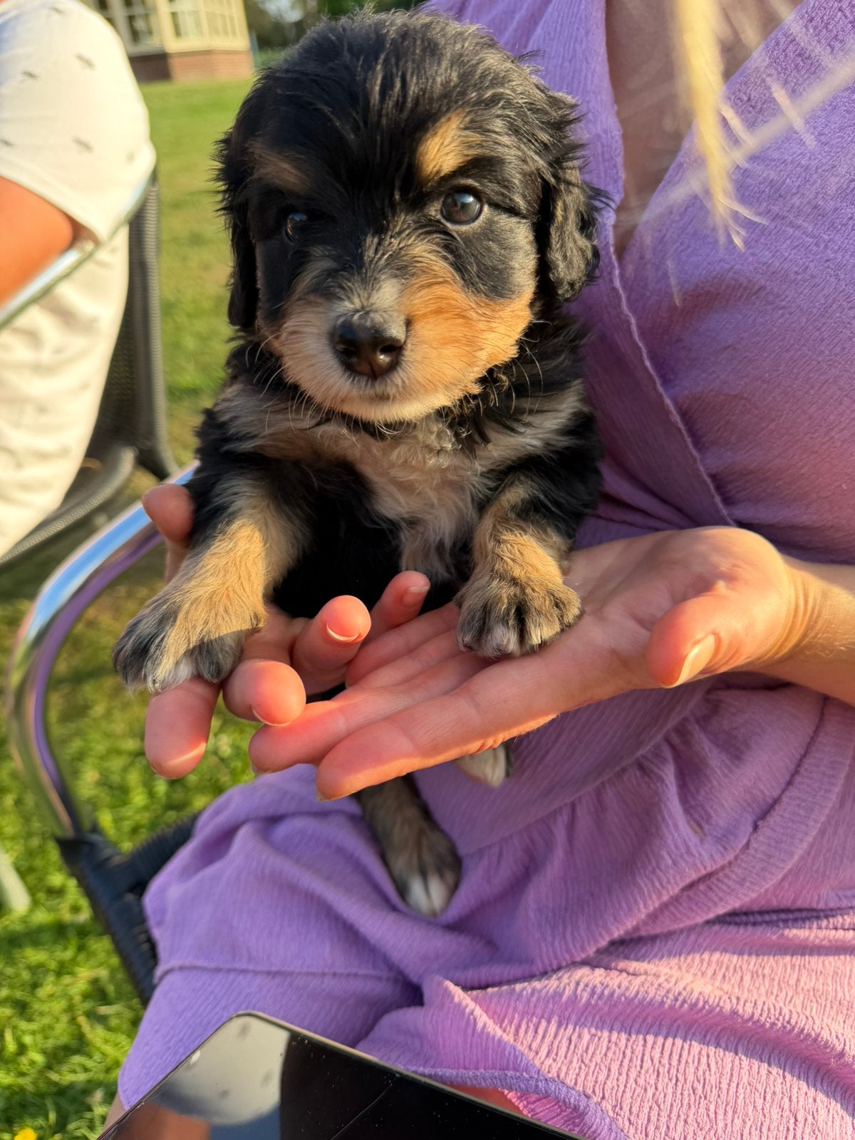 Mini Bernedoodle pups (Berner Sennen x poedel) te koop, Poedel, 8 tot 15 weken, Parvo, Meerdere