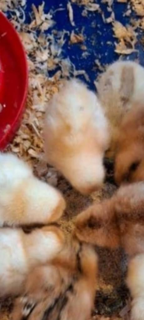 Broedeieren broed eieren Araucana x Legkip, Dieren en Toebehoren, Pluimvee, Kip, Geslacht onbekend