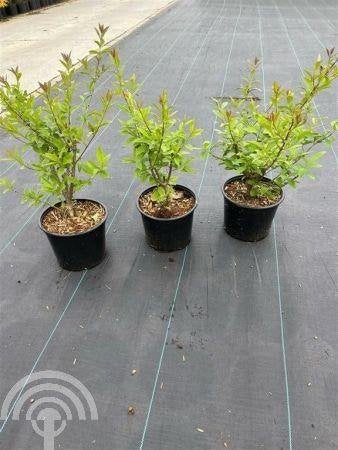 HAAG Ligustrum vulgare Wilde liguster fijn blad wintergroen+, Overige soorten, Vaste plant, Ophalen of Verzenden, Halfschaduw