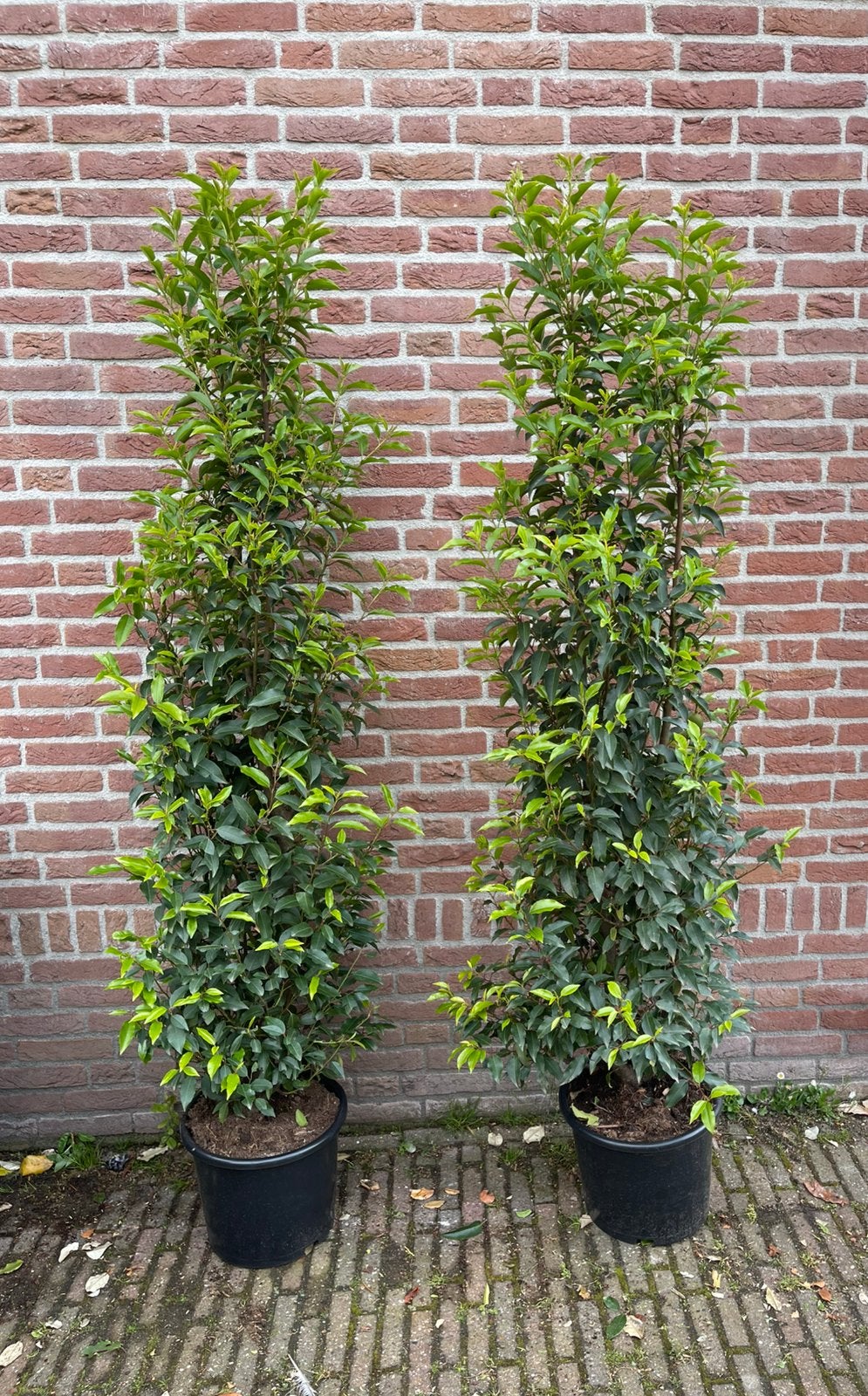 Grote Portugese laurier 160/180, Tuin en Terras, Planten | Struiken en Hagen, Ophalen of Verzenden, Laurier, 100 tot 250 cm