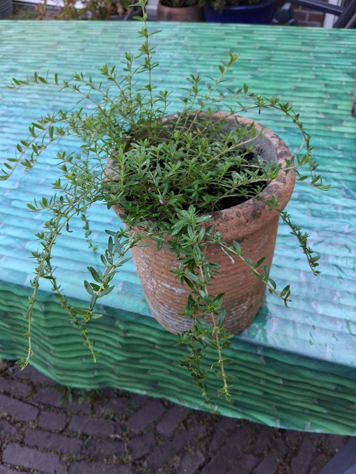 een mooie tijm, winterhard, inclusief winterharde pot. 9 eur, Ophalen of Verzenden, Bloeit niet, Overige soorten, Volle zon