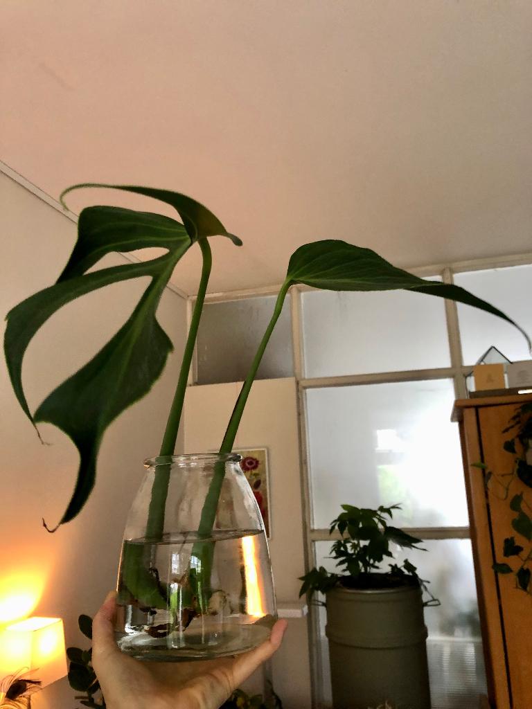 Stek Monstera Burle Marx Flame, Ophalen of Verzenden, Halfschaduw, Minder dan 100 cm