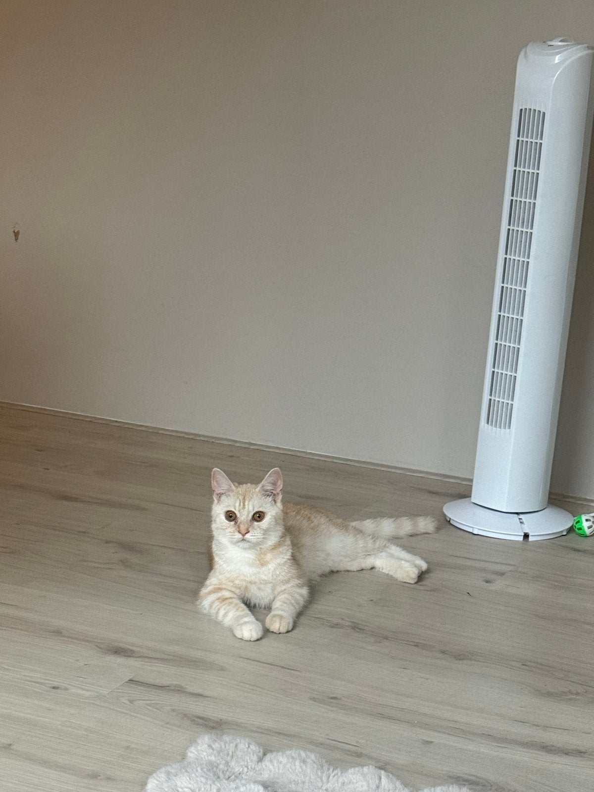 Britse korthaar, Kater, Gechipt, 0 tot 2 jaar