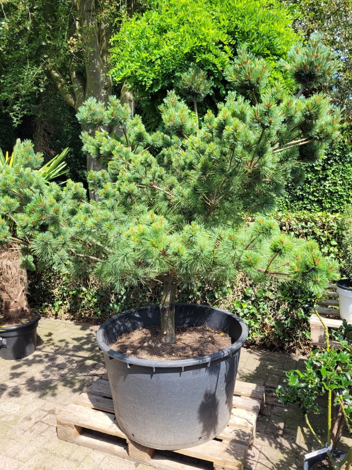Pinus Parviflora 'Bleu yack' - Japanse Witte Den 2m, Tuin en Terras, Ophalen, Overige soorten, Volle zon