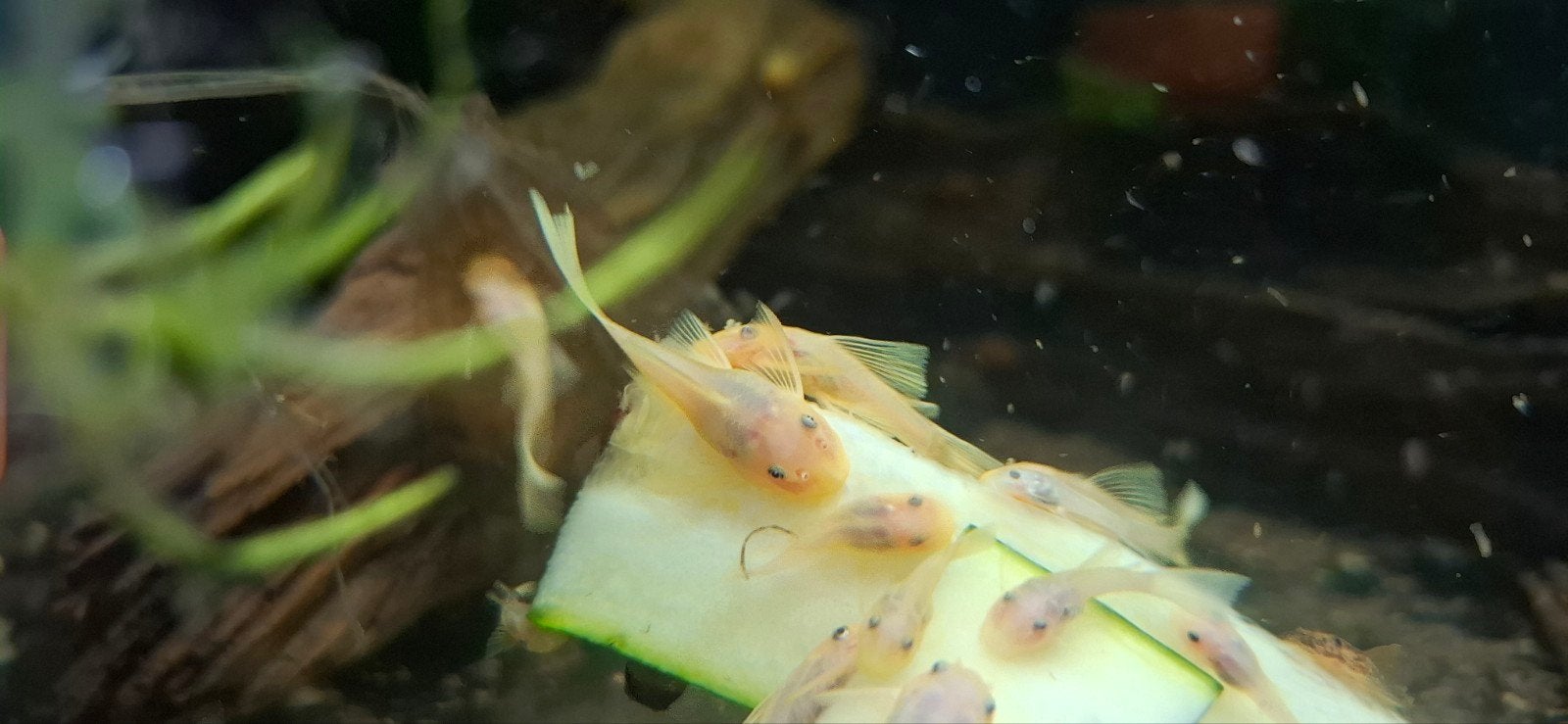 L144 Longfin blue eye lemon, Dieren en Toebehoren, Vis, Zoetwatervis