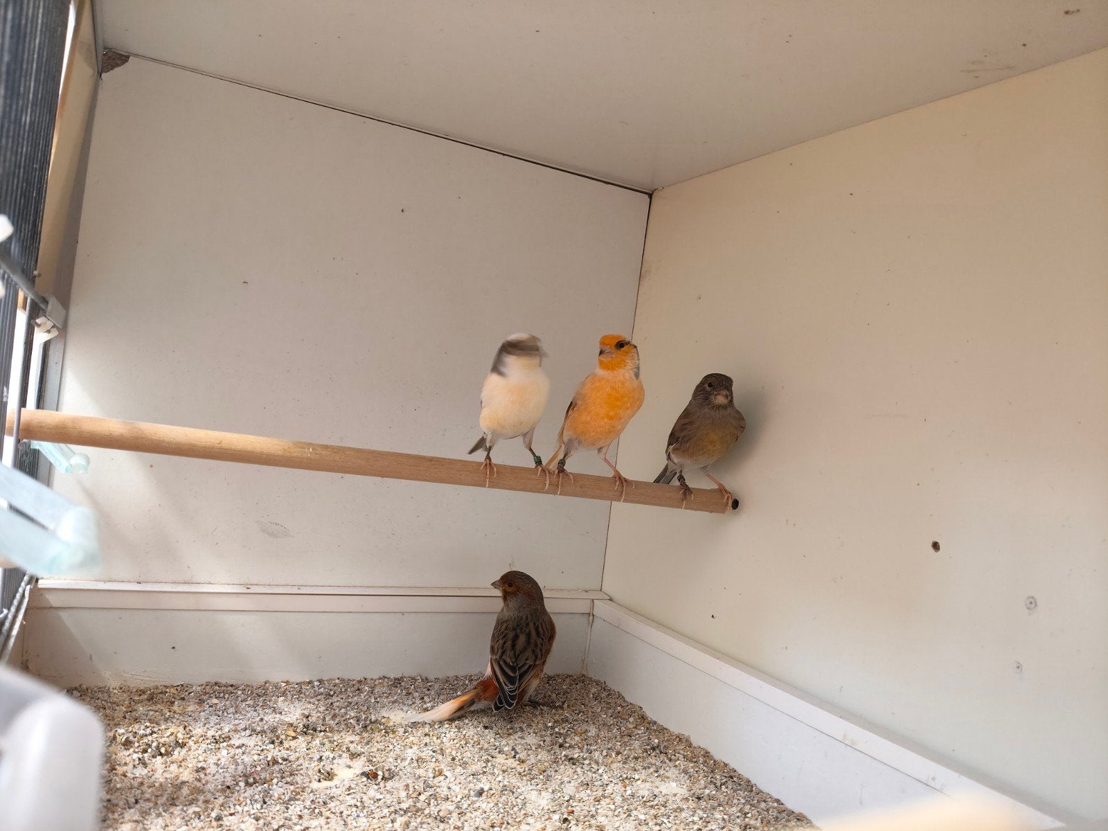 mooi koppel Harlekijn kanaries, Meerdere dieren, Postuurkanarie