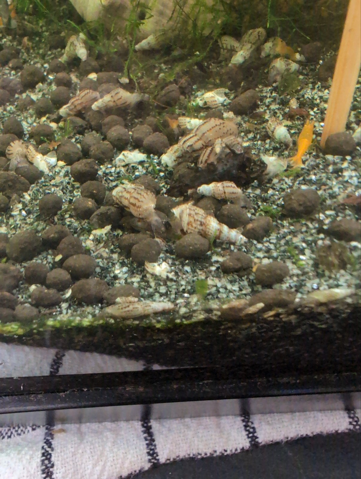 Torenslakken aquarium slakken, Ophalen of Verzenden, Nieuw