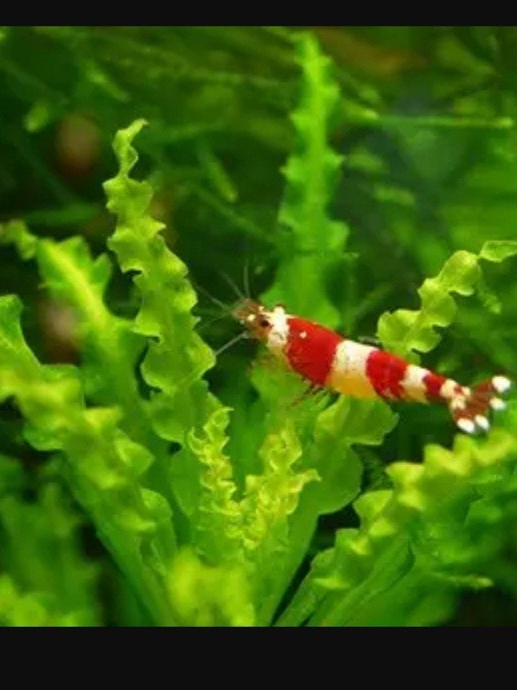 GEZOCHT Crystal red garnalen, Dieren en Toebehoren, Kreeft, Krab of Garnaal, Zoetwatervis