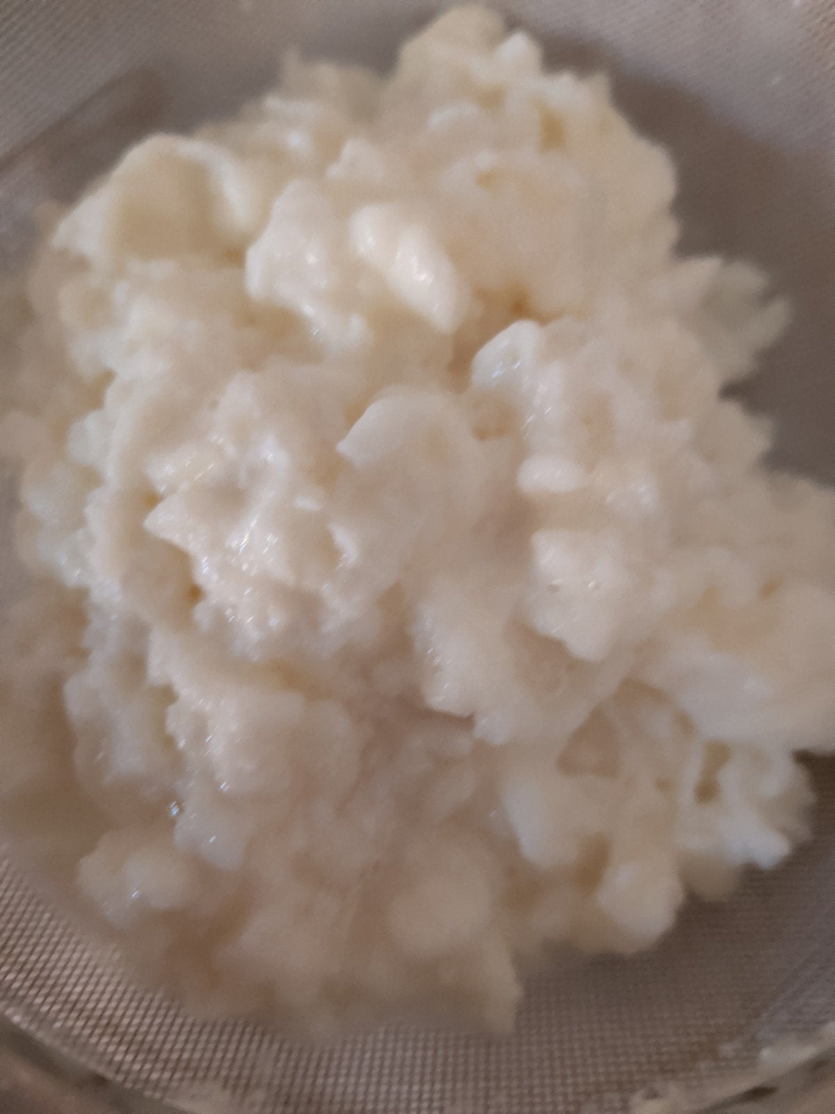 Melk Kefir korrels, Diversen, Levensmiddelen, Ophalen
