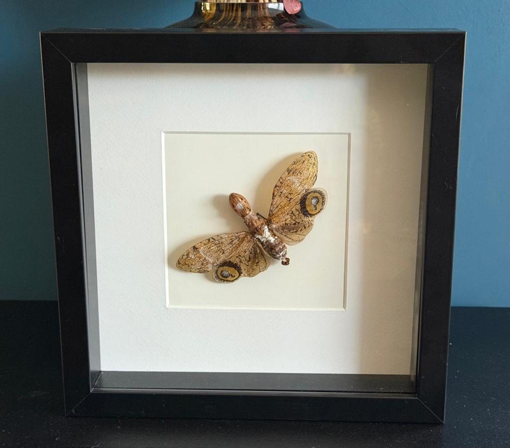 Geprepareerde vlinder in een 3d lijst, Ophalen of Verzenden, Insect, Opgezet dier