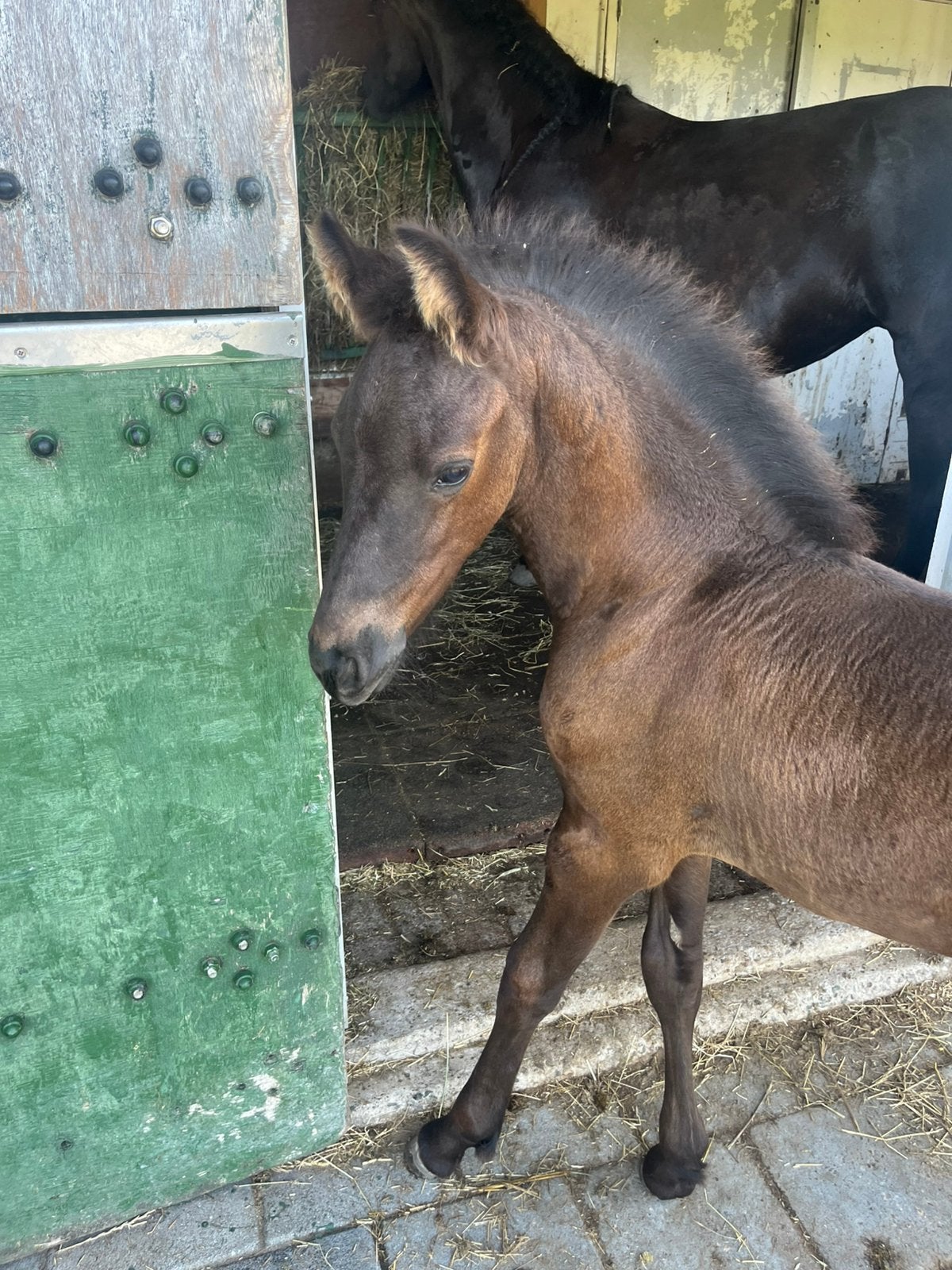 Luxe fries hengstveulen, Met stamboom, Niet van toepassing, Dressuurpaard, 0 tot 2 jaar