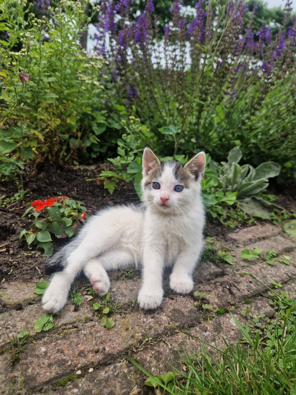 Twee lieve kittens, Meerdere dieren, Kortharig, 0 tot 2 jaar