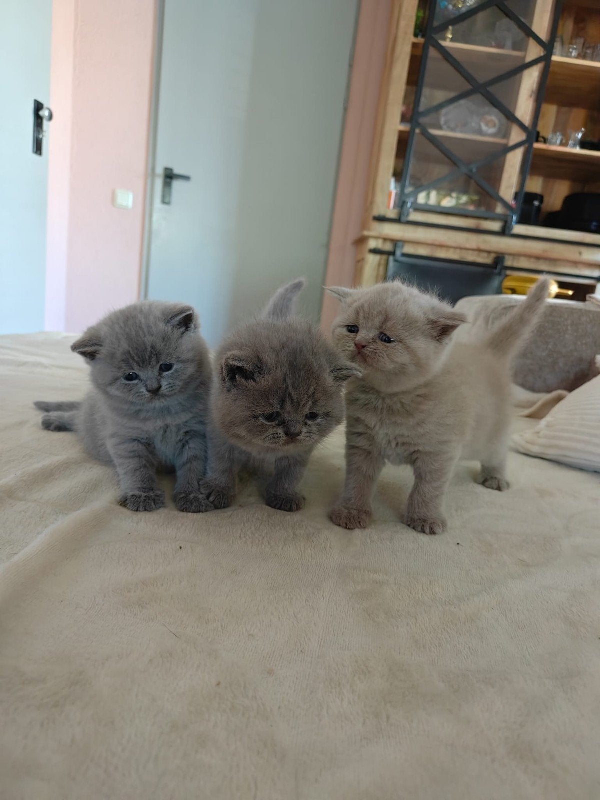 super lieve Britse korthaar kittens te koop, Dieren en Toebehoren, Meerdere dieren, Gechipt, 0 tot 2 jaar
