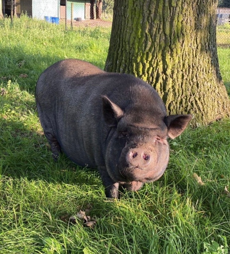 2 varkens zoeken nieuwe thuis, Meerdere dieren, Varken, 3 tot 5 jaar