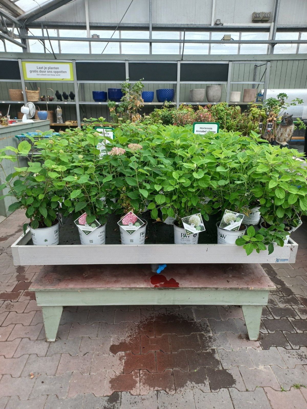 hortensia Annabelle strong wit en roze, Ophalen, Vaste plant, Overige soorten, Halfschaduw
