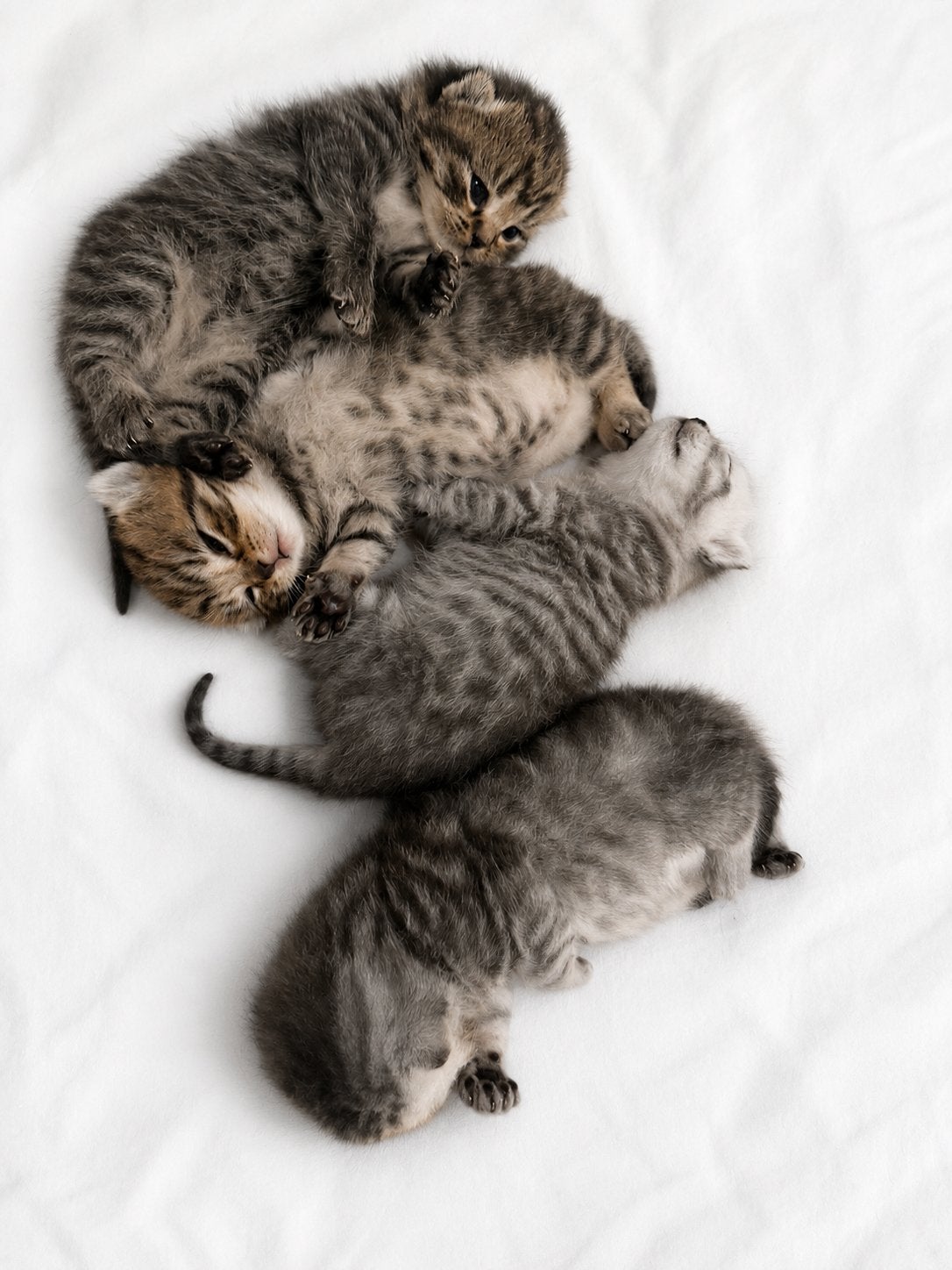 Britse korthaar kittens, Meerdere dieren, Ingeënt, 0 tot 2 jaar