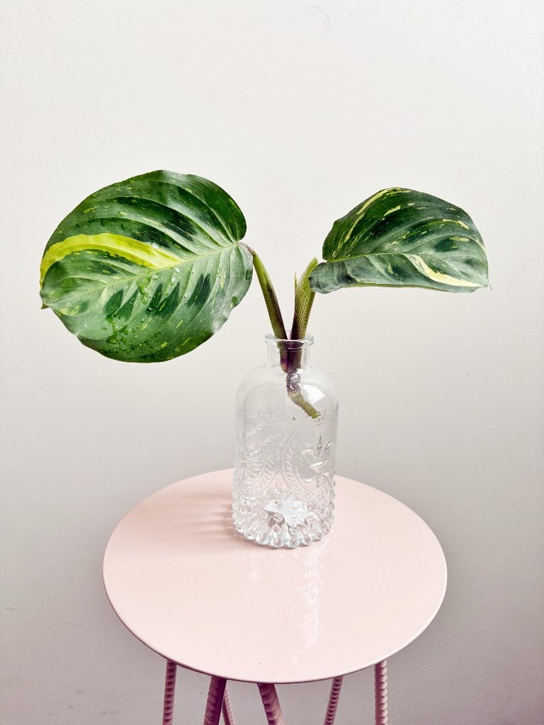 Maranta Leuconeura Kerchoveana Variegata stekje, Ophalen of Verzenden, Halfschaduw, Minder dan 100 cm
