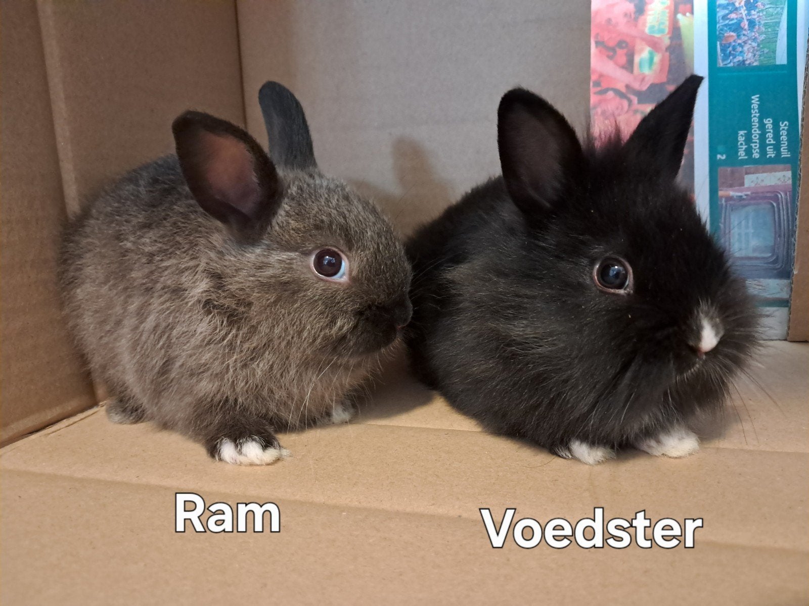 Tamme Dwergkonijntjes. Babykonijntjes. Leeuwenkop konijnen, Dieren en Toebehoren, Konijnen, Meerdere dieren, Dwerg, 0 tot 2 jaar