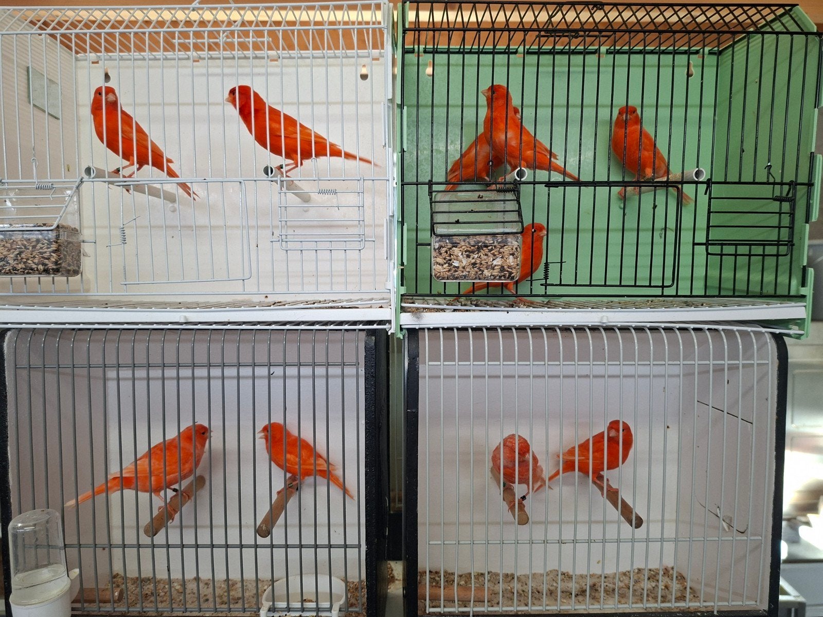 vetstof rood kanarie, Meerdere dieren, Kleurkanarie
