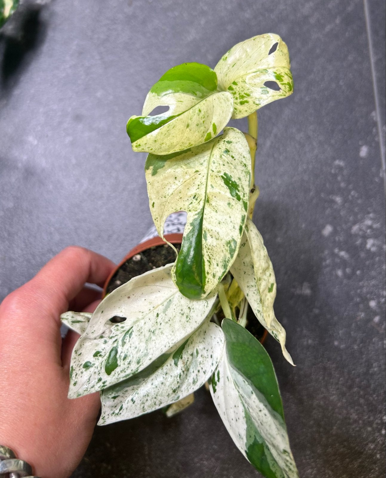 Epipremnum pinnatum Marble Variegata - Zeldzame Klimplant, Ophalen of Verzenden, Halfschaduw, Minder dan 100 cm