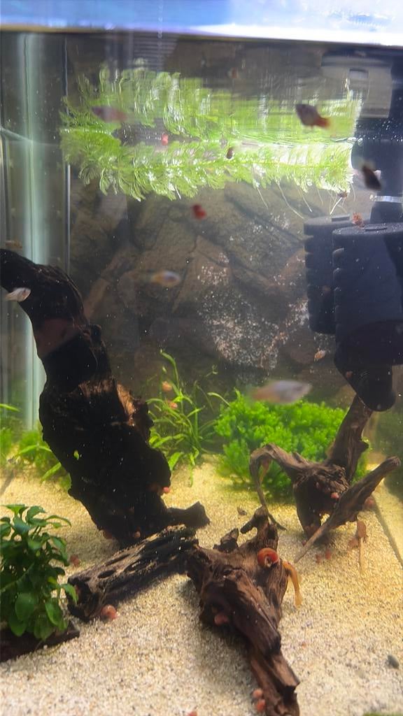 Platy Calico, Dieren en Toebehoren, Vis