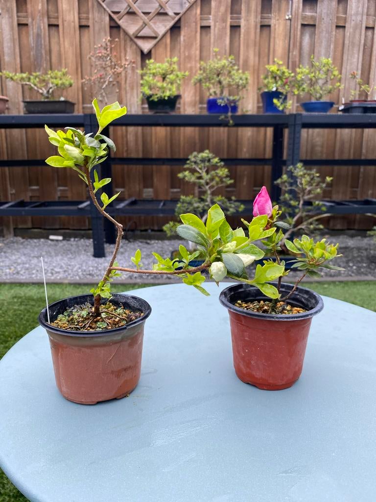 Bonsai Satsuki Azalea Stekjes - 3 Jaar Oud, Diverse Soorten, Vaste plant, Halfschaduw, Lente, Ophalen