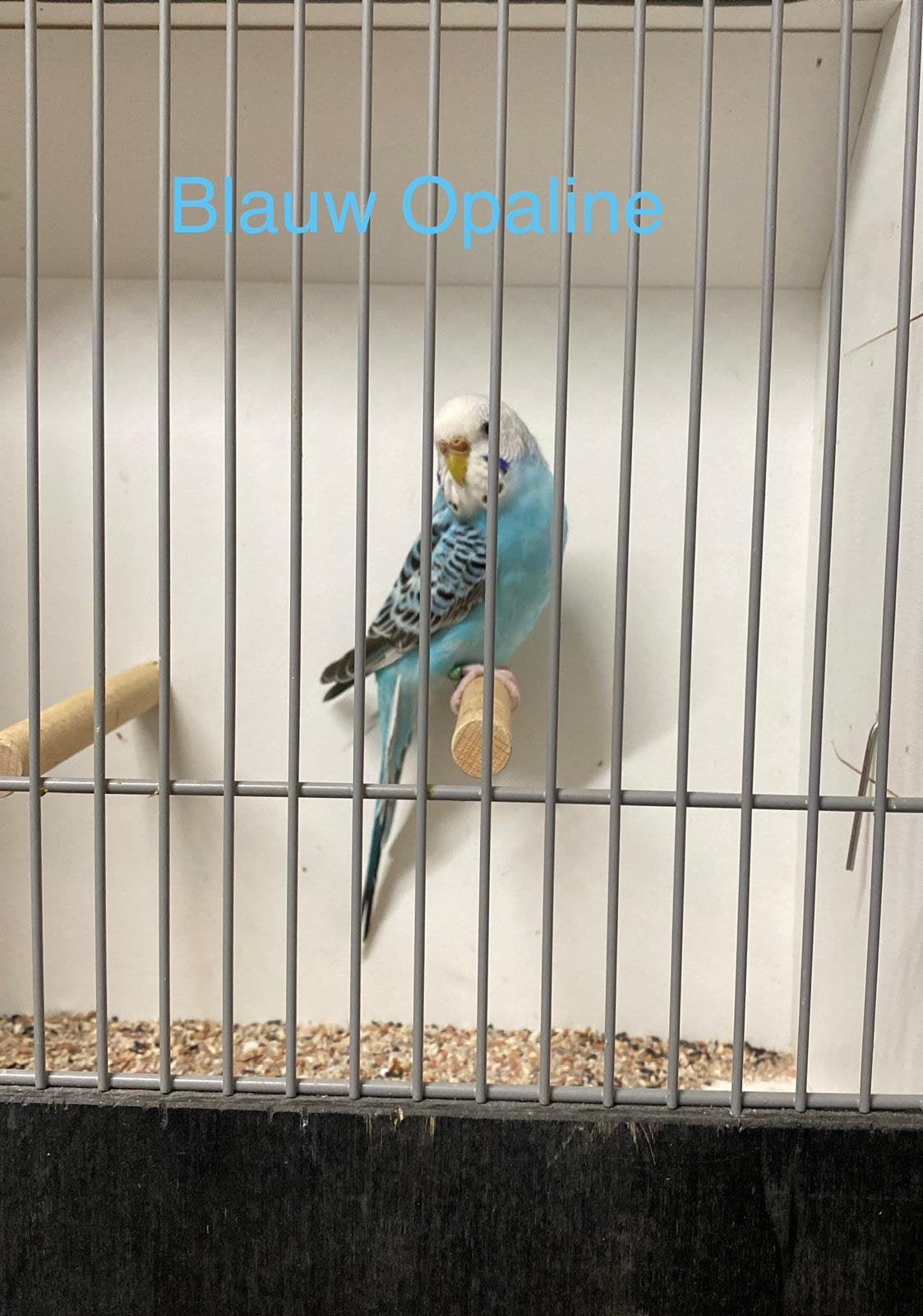 Grasparkiet opaline pop 2026, Vrouwelijk, Parkiet