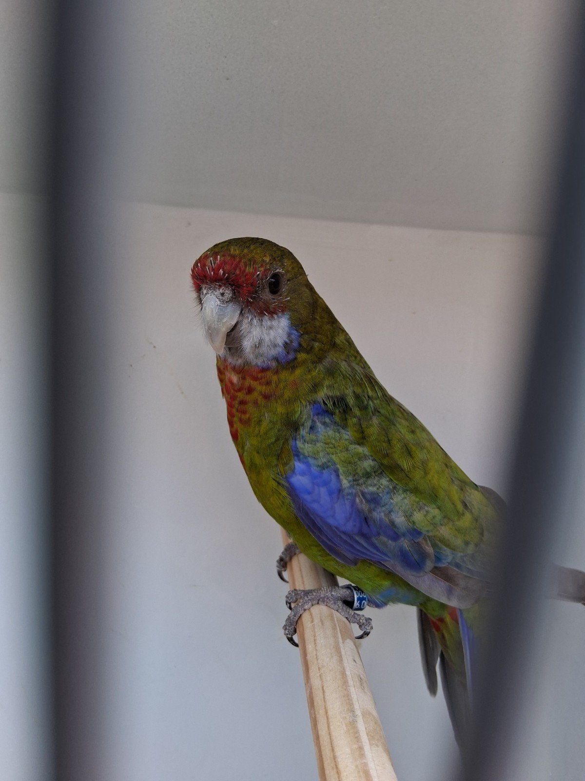 rosella zwart pastel split blauw 2023, Mannelijk, Parkiet