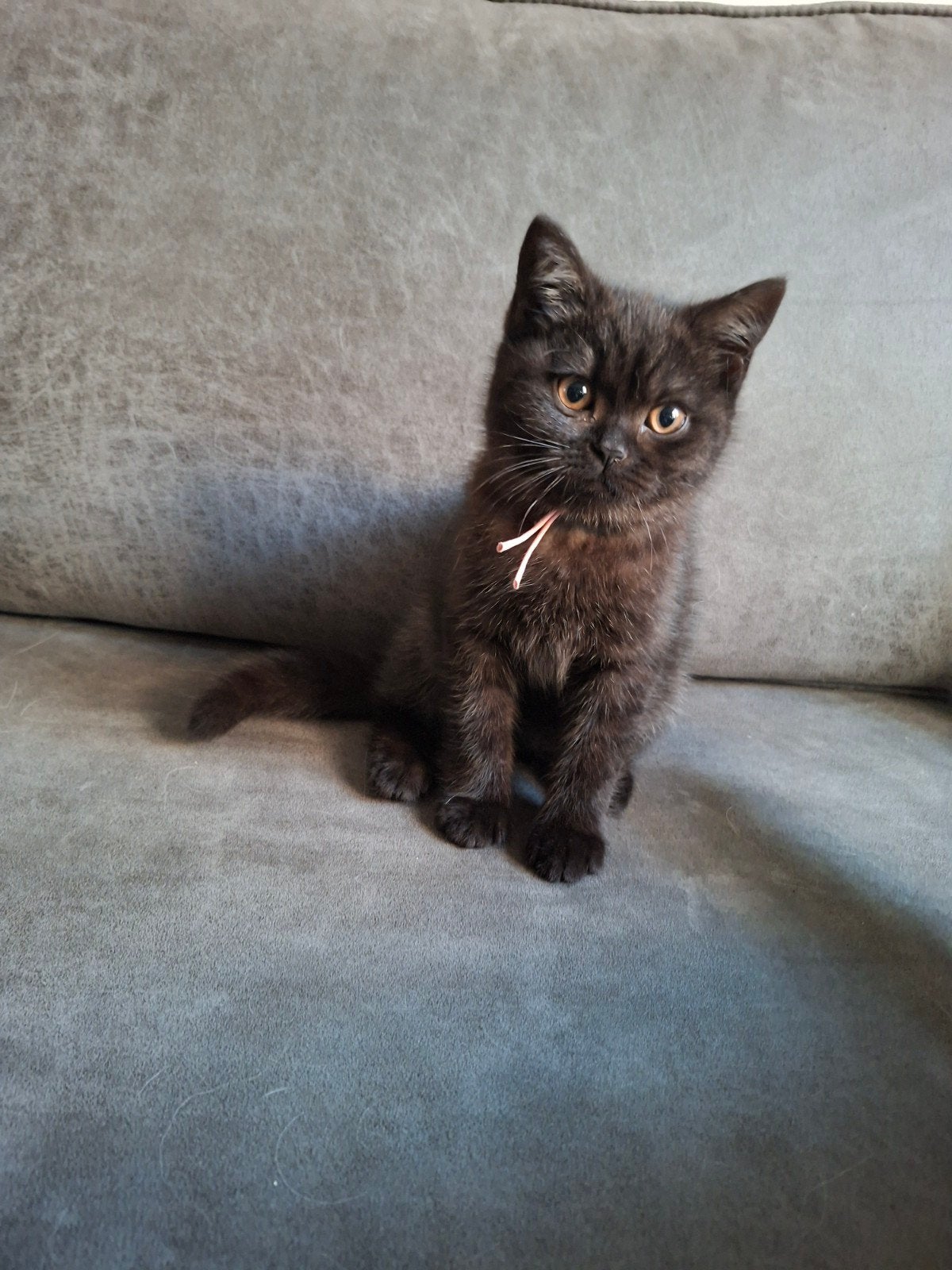 Prachtig Brits Korthaar met stamboom uit geteste ouders, Dieren en Toebehoren, Poes, Met stamboom