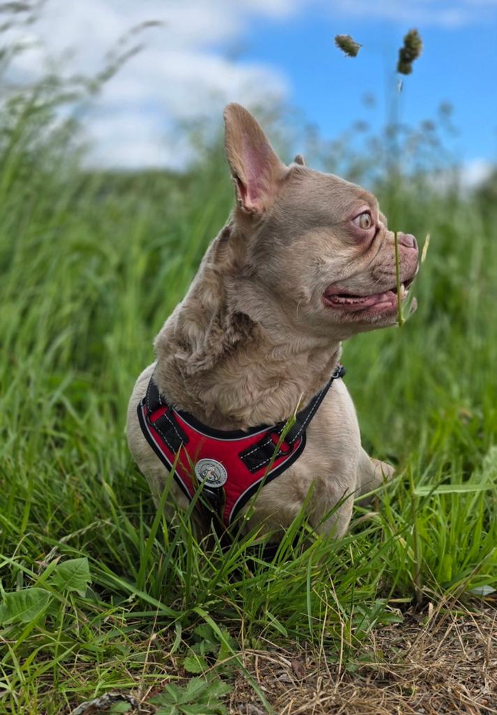 🥰 Super lieve, gave Franse bulldog teef 🥰, Dieren en Toebehoren, Honden | Bulldogs, Pinschers en Molossers, Particulier, Buitenland