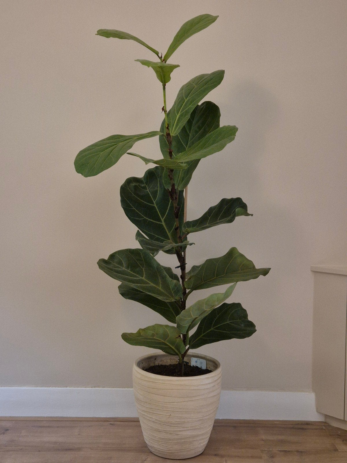 Ficus Lyrata (Tabaksplant) in pot, Ophalen, Ficus, 100 tot 150 cm, Halfschaduw