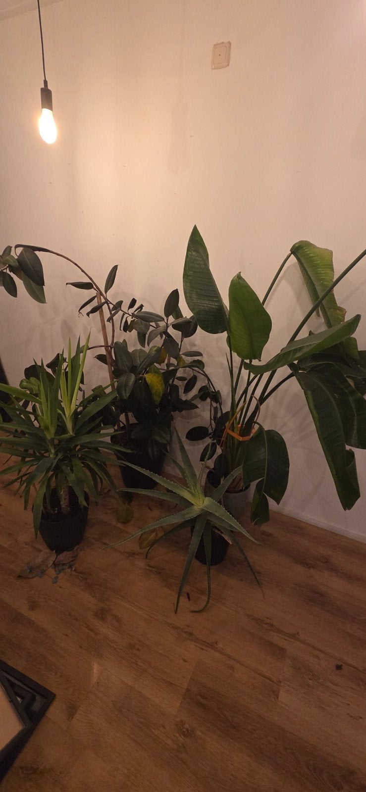 plant planten Diverse Kamerplanten Collectie - Yucca, Aloë V, In pot, Minder dan 100 cm, Yucca, Groene kamerplant