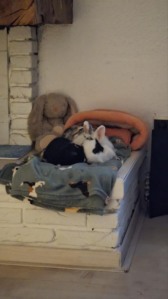 Konijntjes, Dieren en Toebehoren, Konijnen