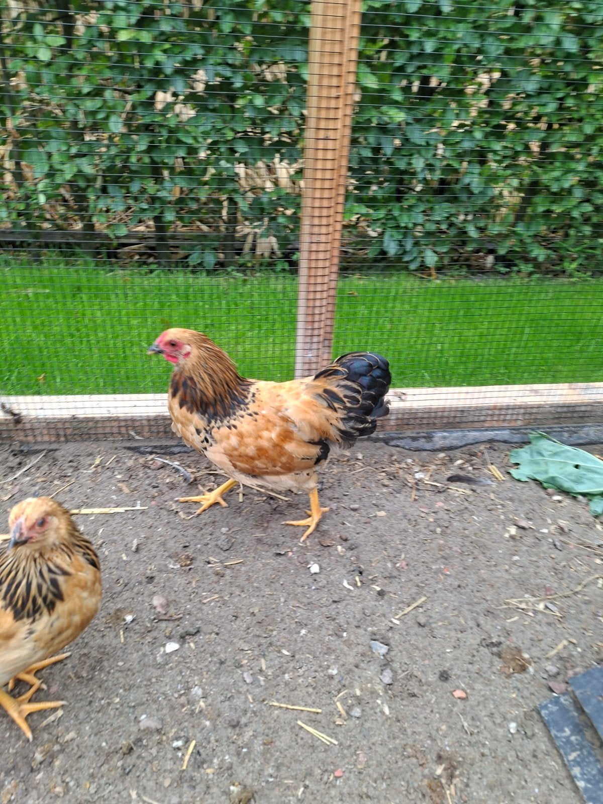 wyandotte kriel haantje, Dieren en Toebehoren, Pluimvee, Mannelijk, Kip