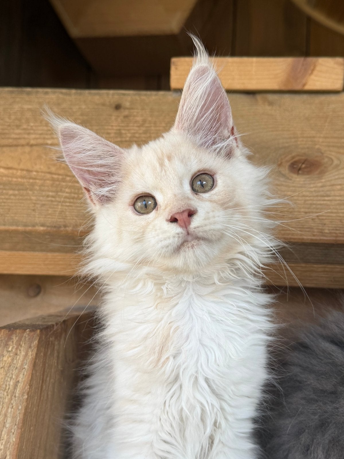 Maine coon kittens met stamboom, Dieren en Toebehoren, Katten en Kittens | Raskatten | Langhaar, Meerdere dieren, Met stamboom