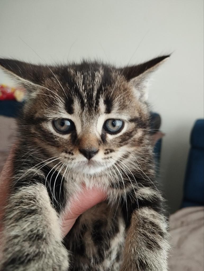 Een moederpoes met een mannelijk kitten.8 weken oud, Dieren en Toebehoren, Poes