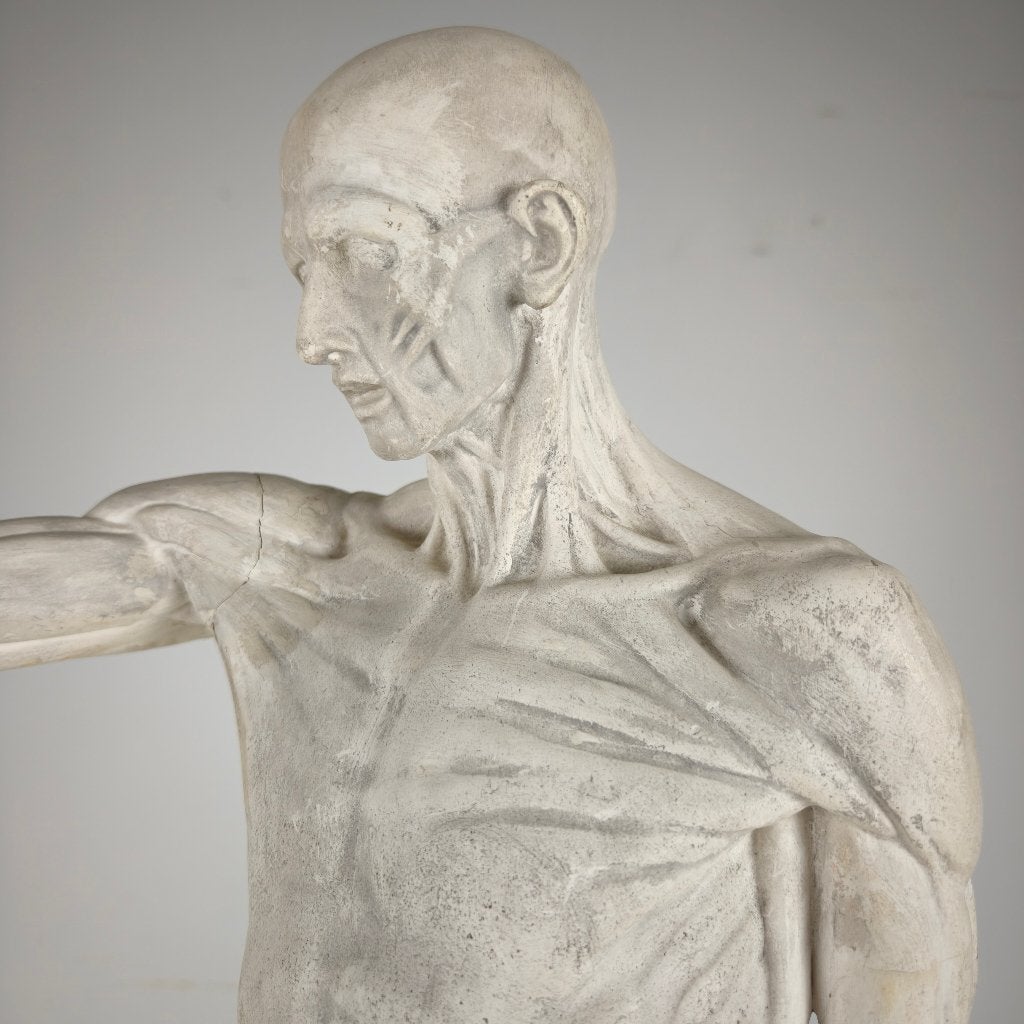Écorché anatomisch model – gipsen sculptuur, Ophalen of Verzenden