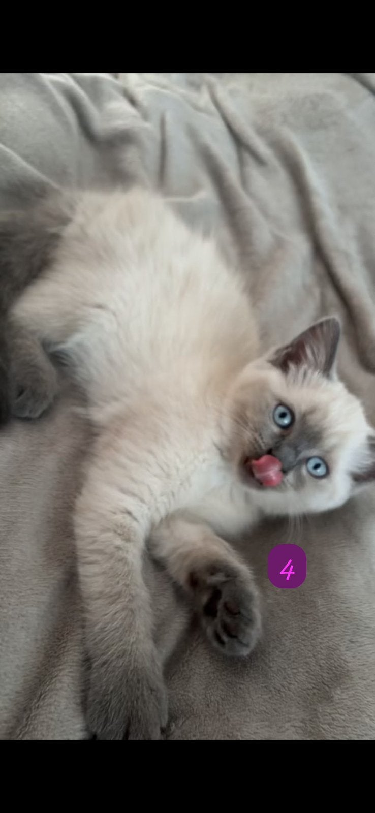 1 Britse korthaar x bluepoint ragdoll kittens, Meerdere dieren, Ontwormd