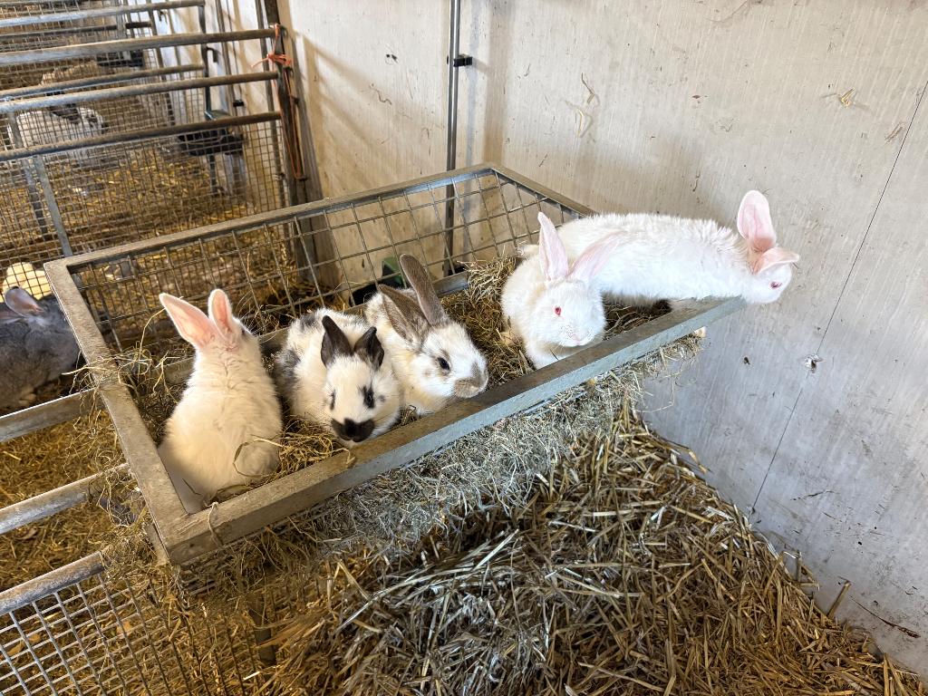 Vlaamse reus, Dieren en Toebehoren, Mannelijk, Groot