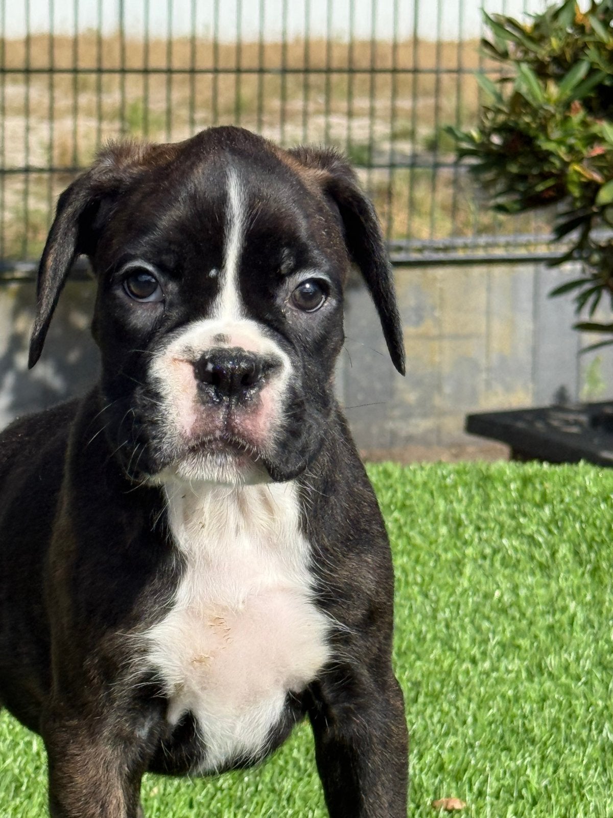 Te koop mooie Boxer pups, Dieren en Toebehoren, Nederland, Overige rassen, 8 tot 15 weken, Meerdere