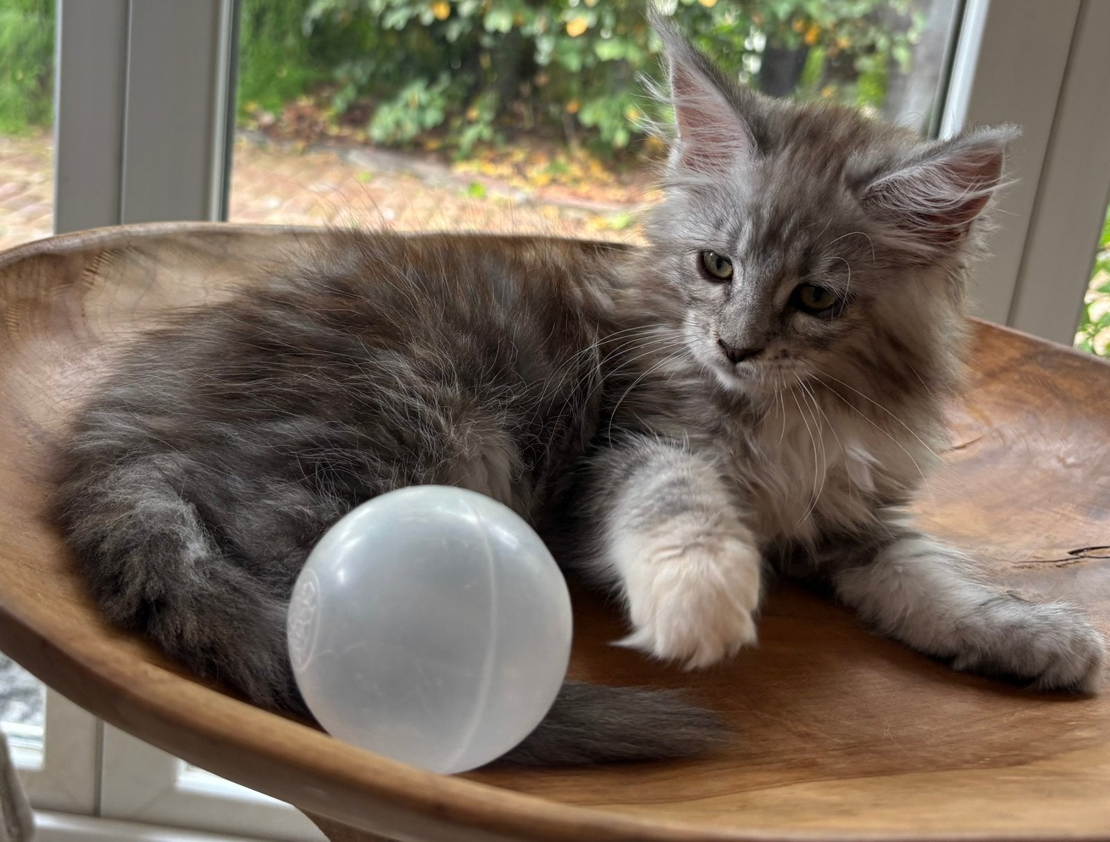 XXL Maine Coon Kittens Beschikbaar €1450 met stamboom, Meerdere dieren, Met stamboom