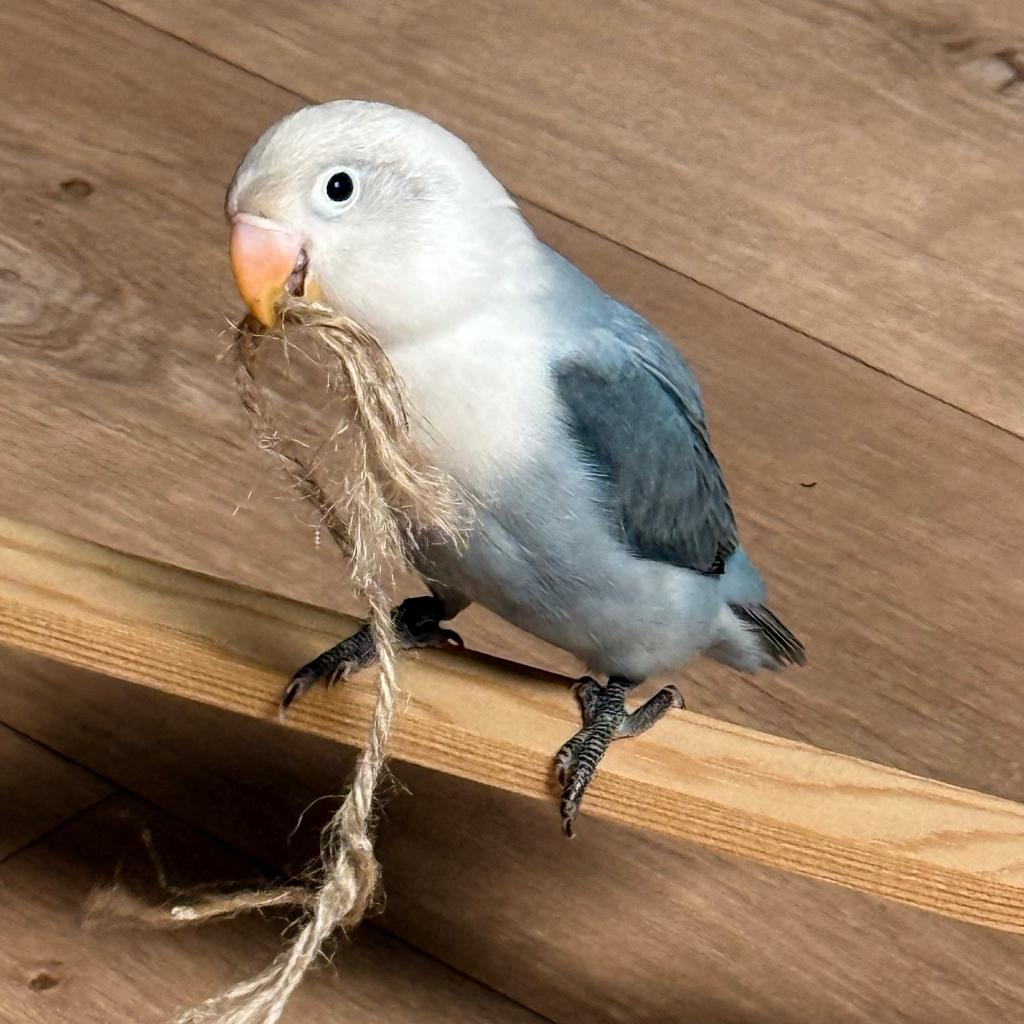 Dwergpapegaai, Dieren en Toebehoren, Vogels | Parkieten en Papegaaien, Geslacht onbekend, Dwergpapegaai of Agapornis, Geringd