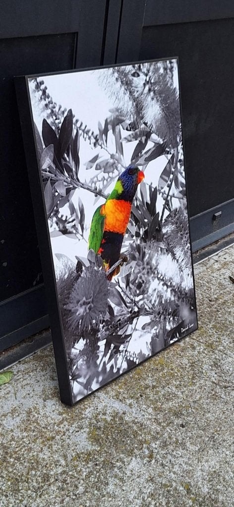 Kleurrijke Lorikeet foto door David Law (Parijs)., Ophalen of Verzenden, Foto, Gesigneerd