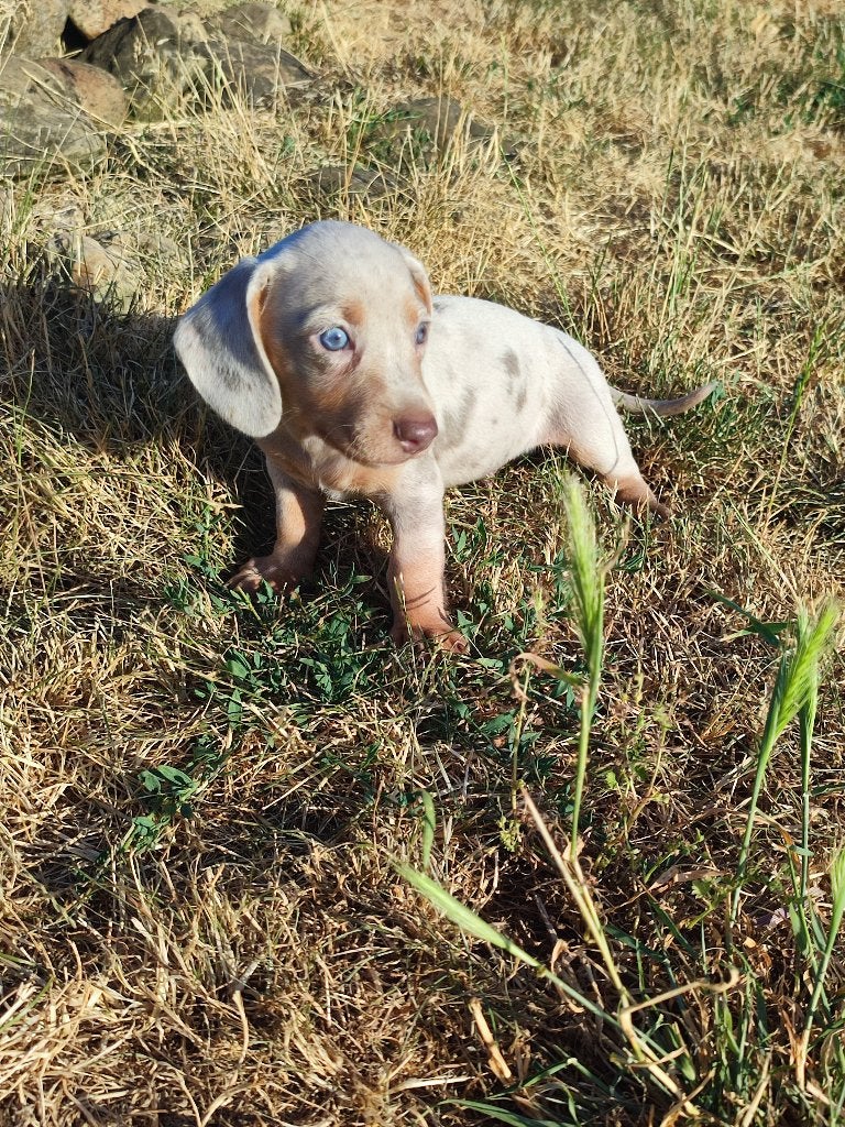 Super mooie, sociale dwergteckel pups, Parvo, België, Particulier, 8 tot 15 weken