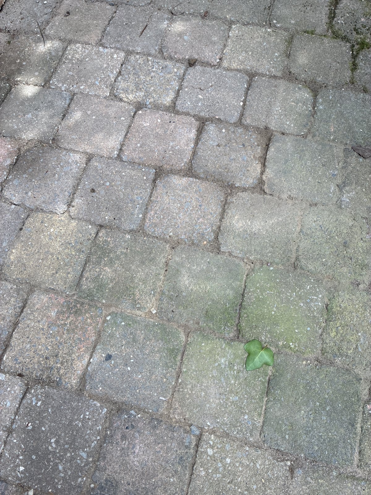 Gebruikte betonnen klinkers - ca. 300stuks, Tuin en Terras, Ophalen, Gebruikt, Klinkers, 10 m² of meer