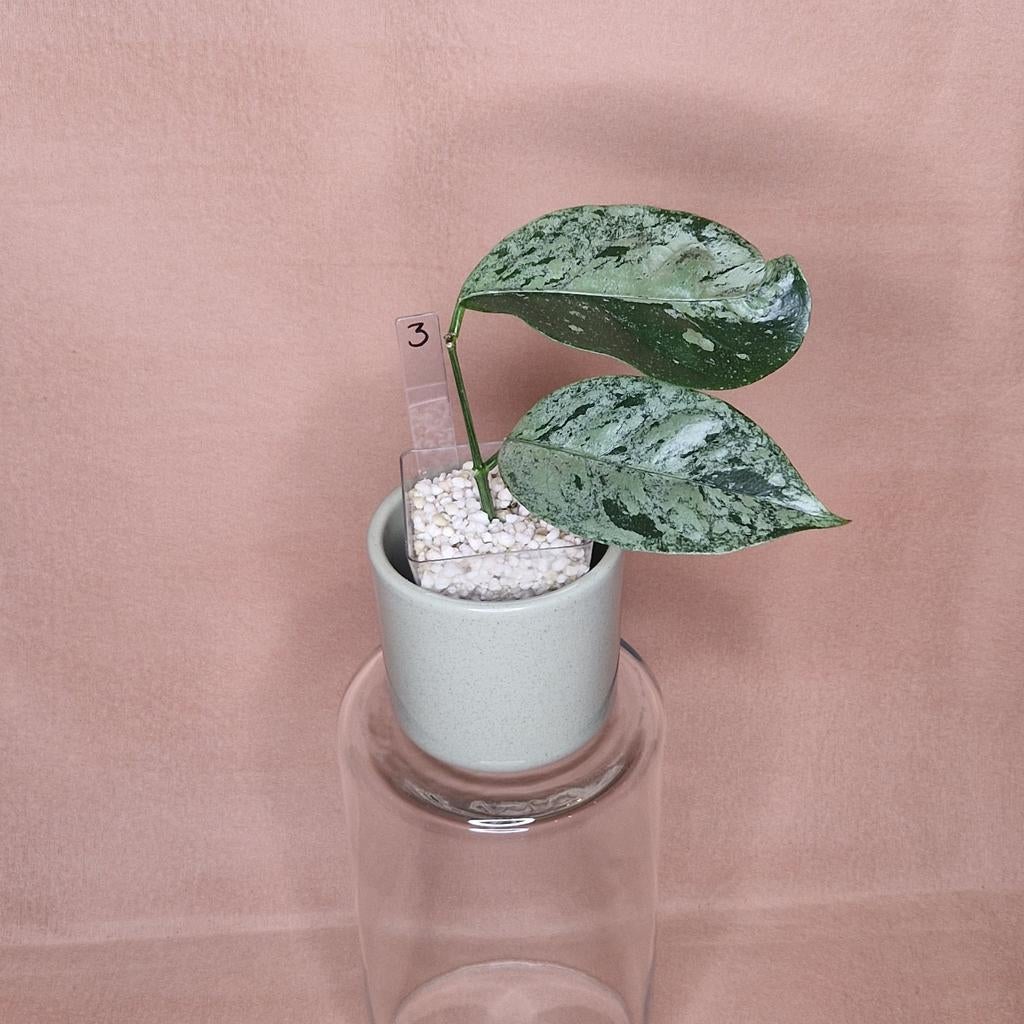 Hoya Coriacea Splash 3, Overige soorten, Minder dan 100 cm, Bloeiende kamerplant, Halfschaduw