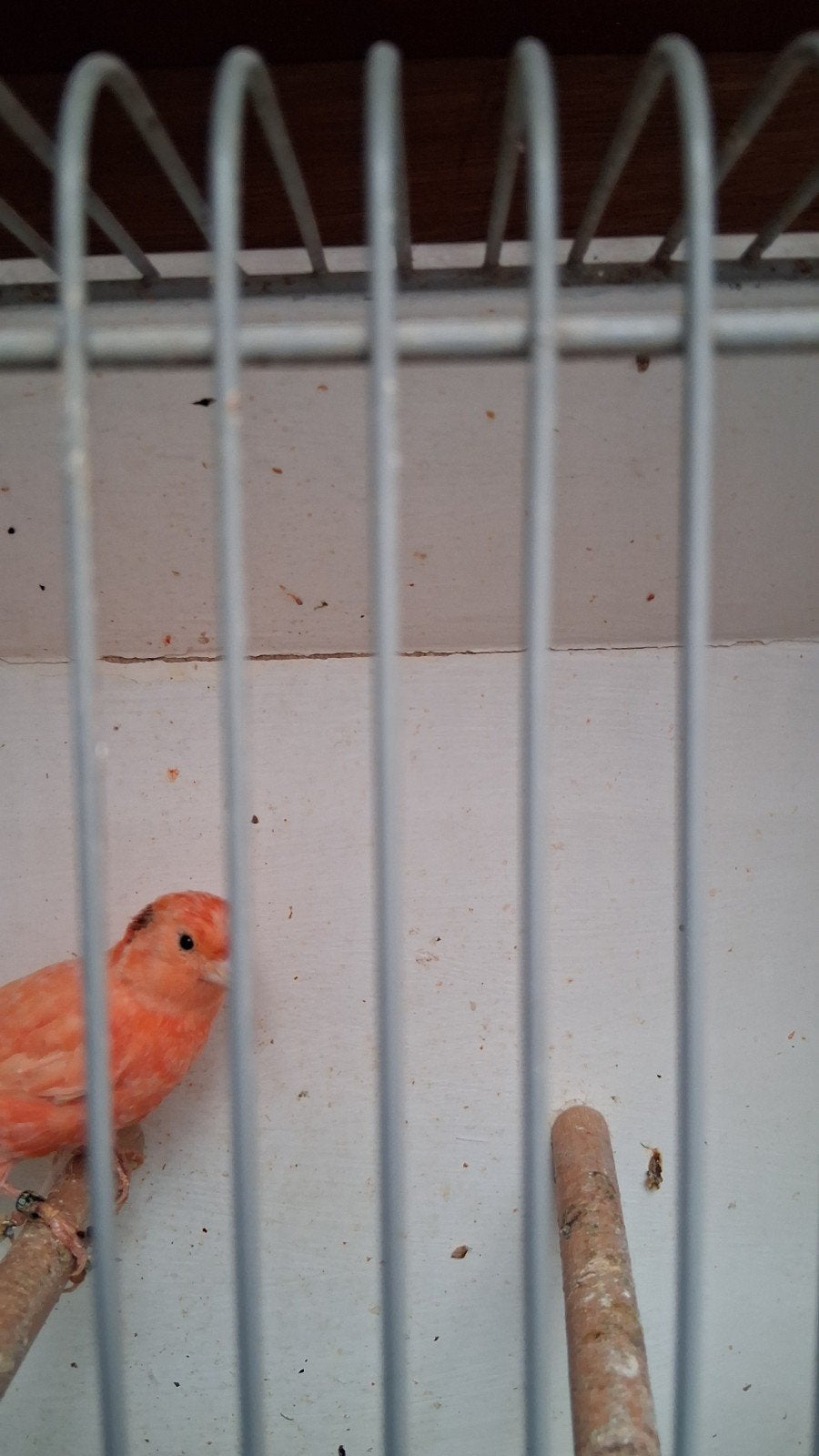 vogel, Dieren en Toebehoren, Vrouwelijk, Kleurkanarie