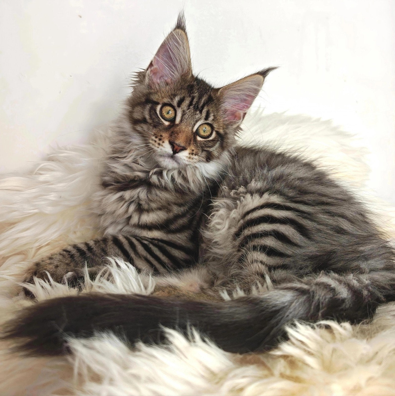 Prachtige maine coon kittens met stamboom!, Meerdere dieren, Met stamboom, 0 tot 2 jaar